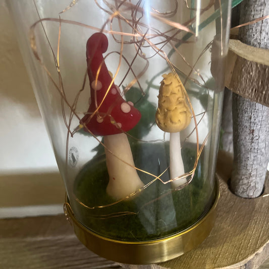 Mushroom Terrariums